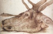 Albrecht Durer The Head of a stag Killed by an arrow USA oil painting artist